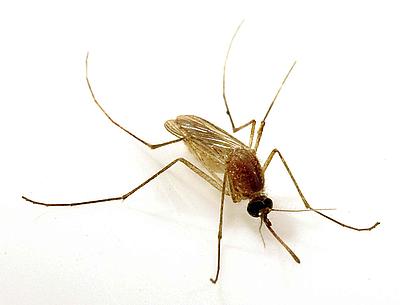Culex mosquito pic