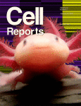 axolotl cell reports cover