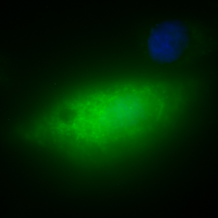 C10orf89 GFP