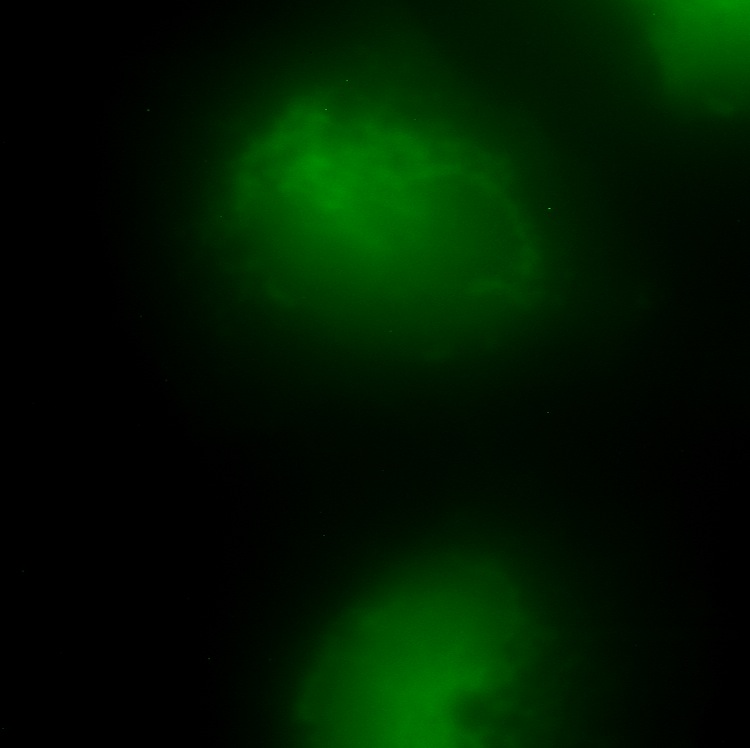 C15orf48 GFP