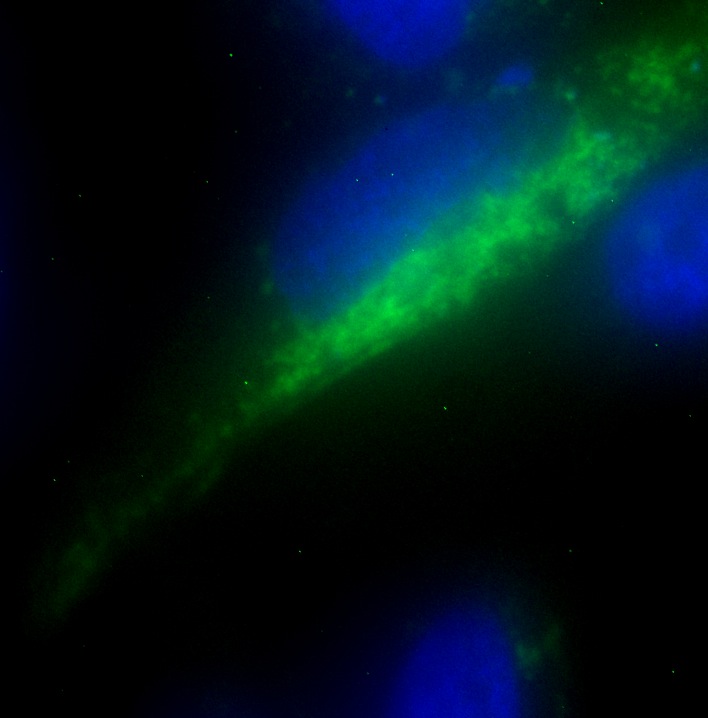 C6orf66 GFP
