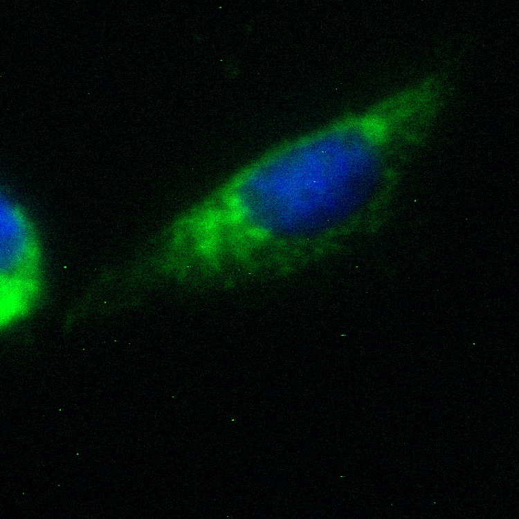 C9orf46 GFP
