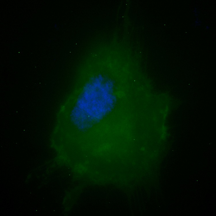 CD40 GFP