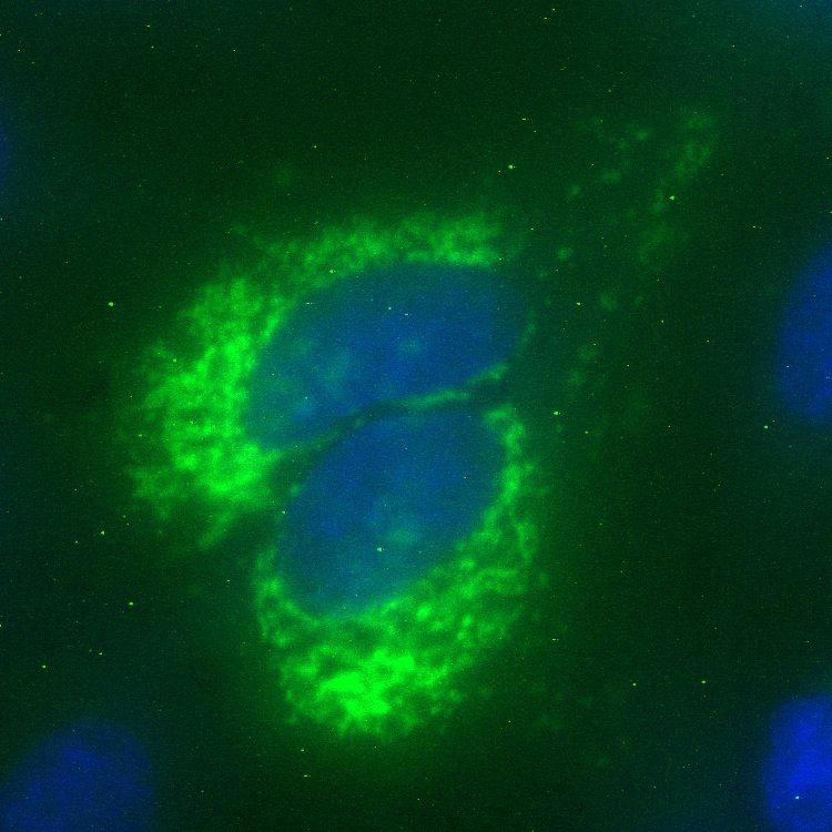 DNAJC15 GFP