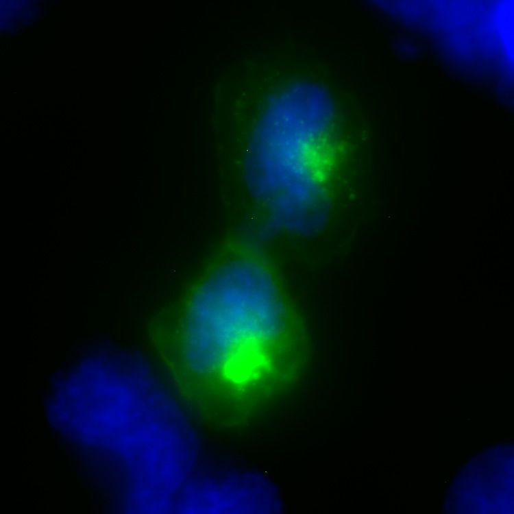 NRSN2 GFP