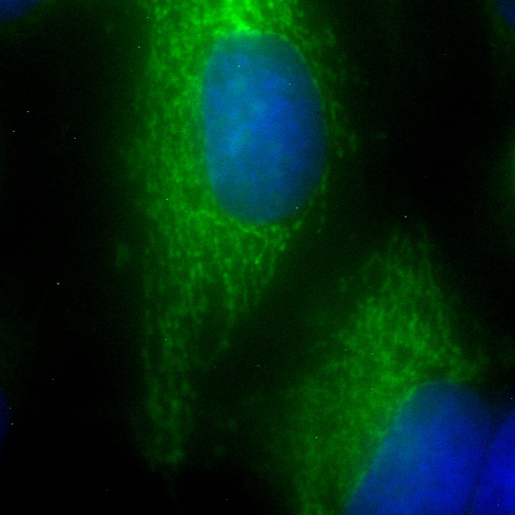 OXNAD1 GFP
