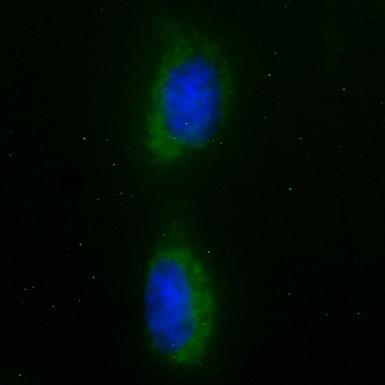 PX19 GFP