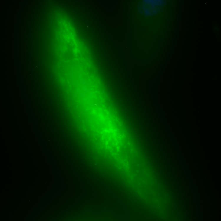 USMG5 GFP